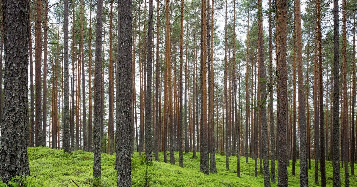Liten bedriftseier som jobber fokusert på laptop i et enkelt kontormiljø